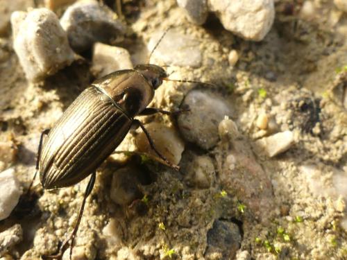 Amara sp.